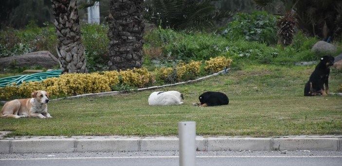 İzmir'de 2 kadına köpek saldırdı