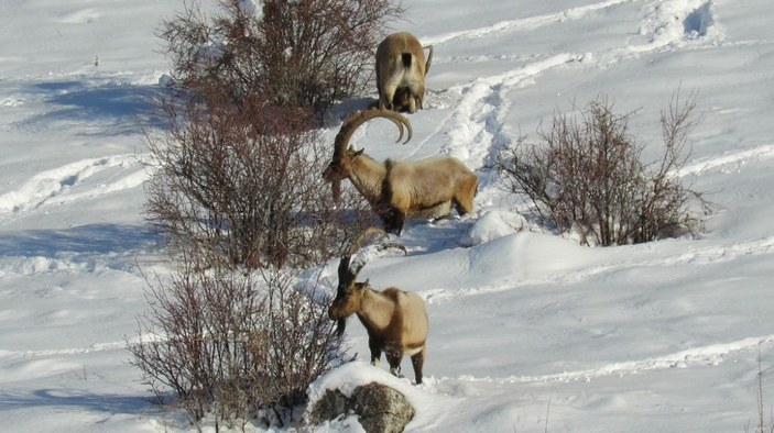 Dağ keçileri, yiyecek bulabilmek için Aladağlar'ın eteklerine indi -2