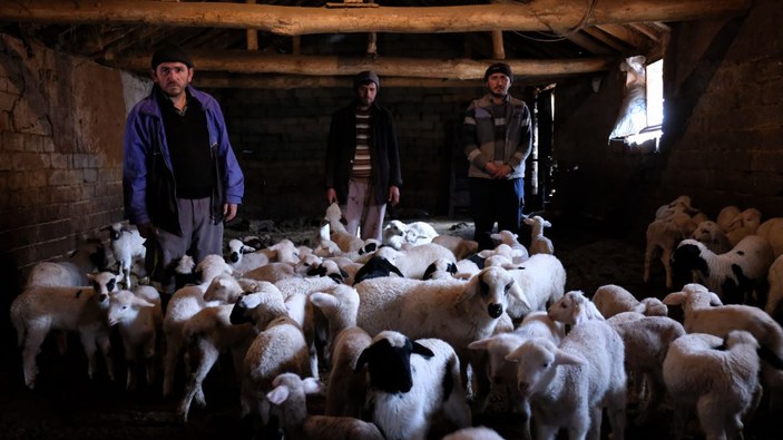 124 koyun çalındı; kuzuları biberonla besliyorlar -7