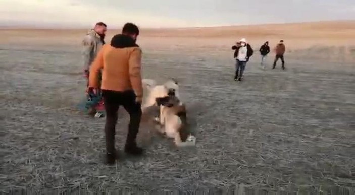 Köpek dövüştürüp, görüntülerini paylaşan 5 kişiye 26 bin lira ceza -1