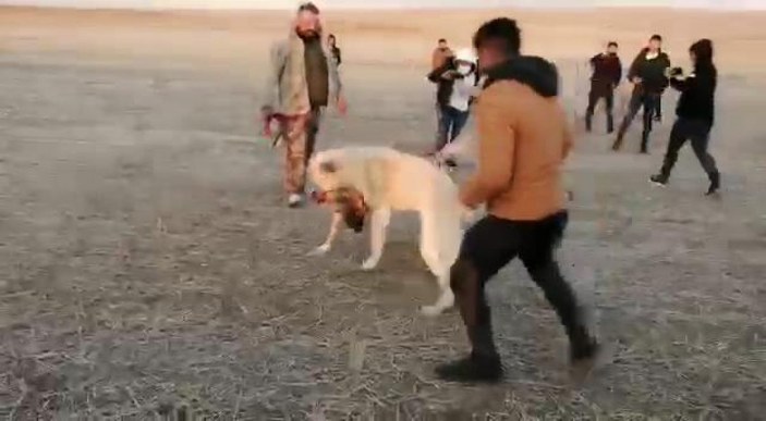 Köpek dövüştürüp, görüntülerini paylaşan 5 kişiye 26 bin lira ceza -2