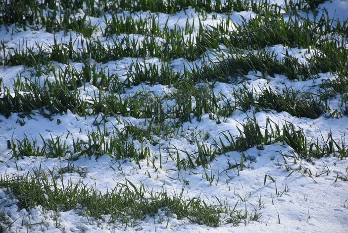 Edirne'de kar yağışı buğday üreticisini sevindirdi