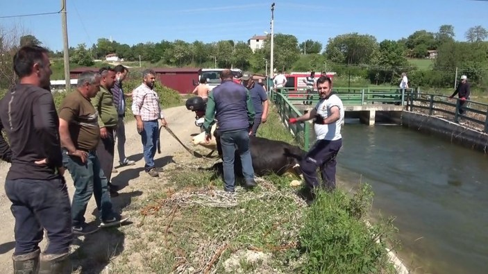 Kanala düşen buzağı ve anne inek itfaiye ekiplerince kurtarıldı -4