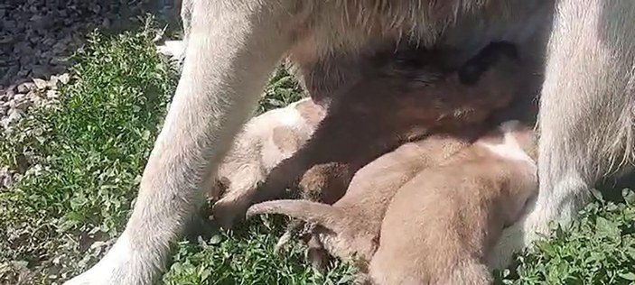 Anneleri ölen 10 yavru köpek süt anneye emanet -4