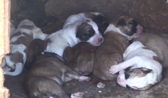 Anneleri ölen 10 yavru köpek süt anneye emanet -2