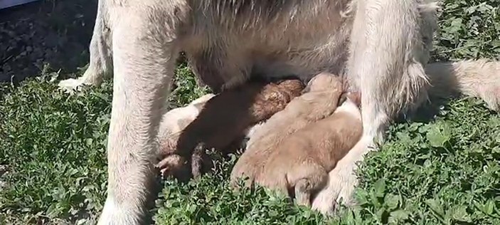 Anneleri ölen 10 yavru köpek süt anneye emanet -5
