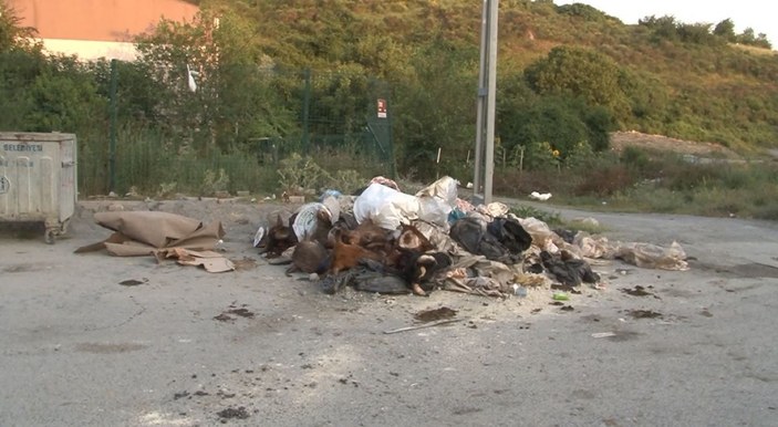 Arnavutköy'de kurbanlık hayvanların kafalarını yola attılar -5