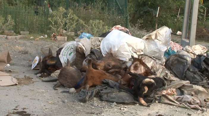 Arnavutköy'de kurbanlık hayvanların kafalarını yola attılar -6