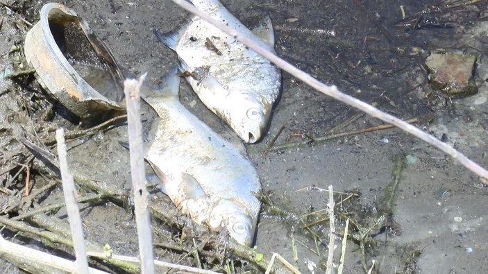 Alibeyköy Barajı'nda korkutan balık ölümleri -4