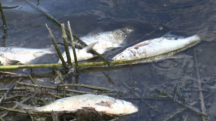 Alibeyköy Barajı'nda korkutan balık ölümleri -2