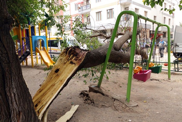Eskişehir'de çocuk parkındaki dut ağacı, salıncakların üzerine devrildi