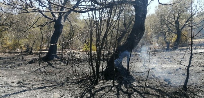 Datça'da çıkan orman yangınında 1 hektarlık alan zarar gördü -6