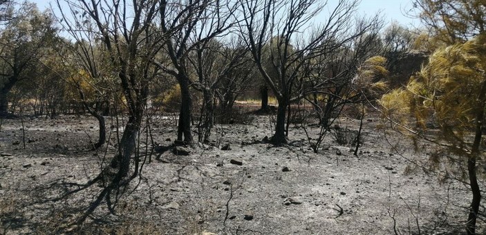 Datça'da çıkan orman yangınında 1 hektarlık alan zarar gördü -3