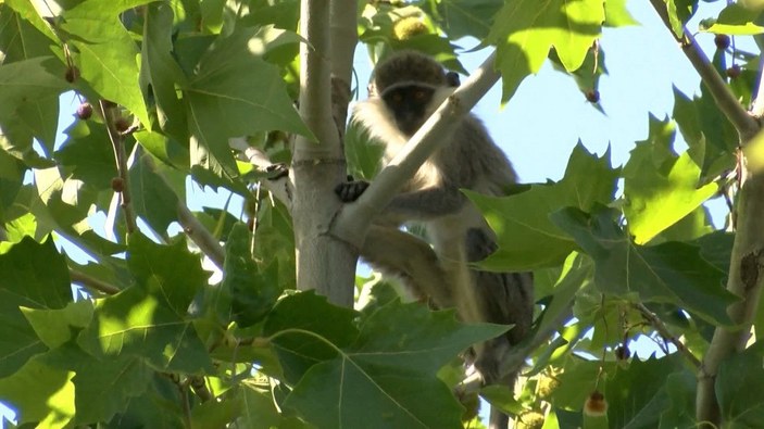 Ankara'da hayvanat bahçesinden maymun kaçtı