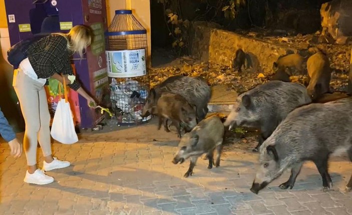 Fethiye merkezine inen domuzları, turistler ve halk elleriyle besliyor -2