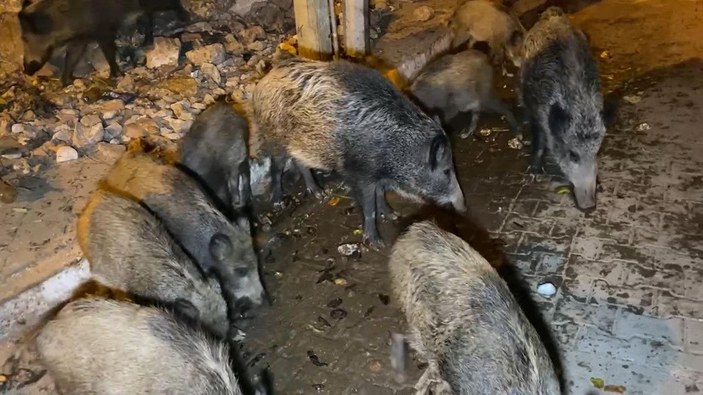 Fethiye merkezine inen domuzları, turistler ve halk elleriyle besliyor -4
