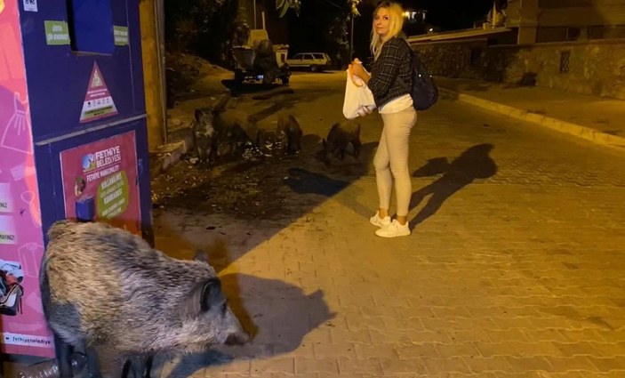 Fethiye merkezine inen domuzları, turistler ve halk elleriyle besliyor -5