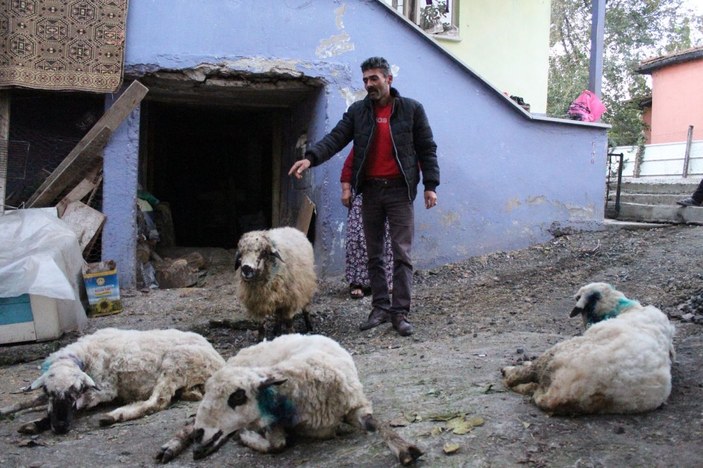 Aç kalan sokak köpekleri, koyun sürüsüne saldırdı -5
