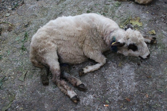 Aç kalan sokak köpekleri, koyun sürüsüne saldırdı -3