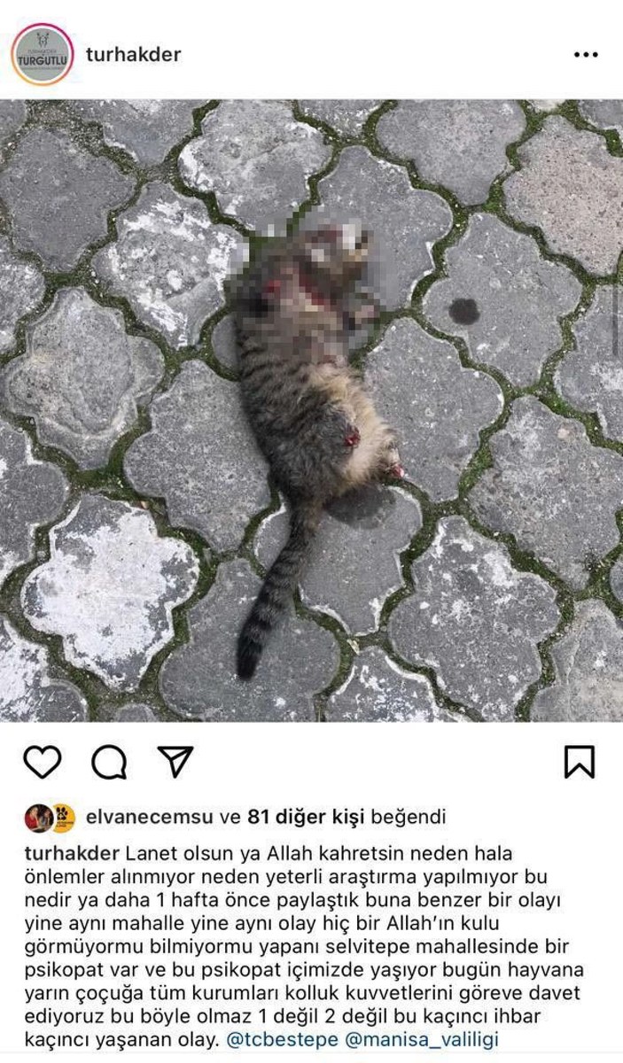 Turgutlu'da yine 4 bacağı da kesik kedi ölüsü bulundu -7