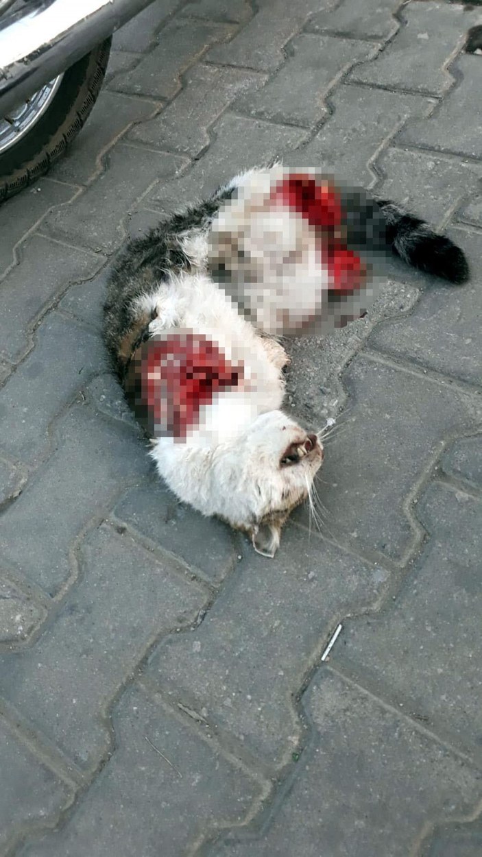 Turgutlu'da yine 4 bacağı da kesik kedi ölüsü bulundu -2