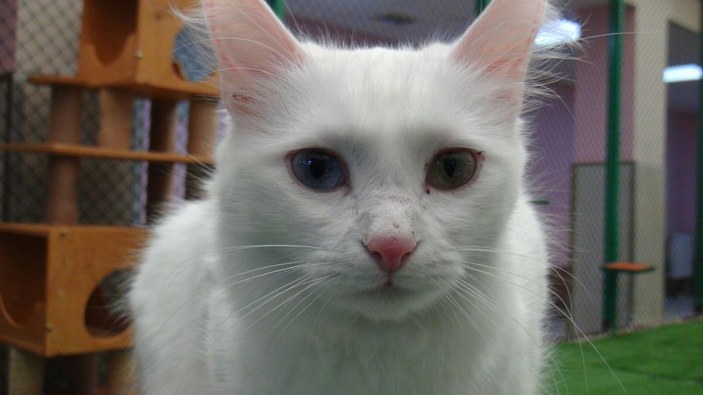 Van kedisi dünyanın en güzel kedileri arasında yerini aldı -3