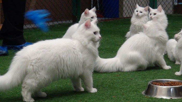 Van kedisi dünyanın en güzel kedileri arasında yerini aldı -4