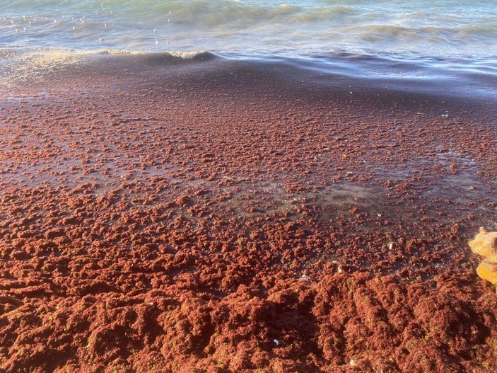 Kadıköy'de sahili yine kırmızı yosun sardı -9