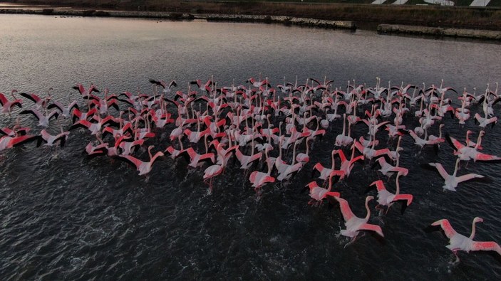 İstanbul’da göç etmeyen flamingolar kışın görüntülendi -2