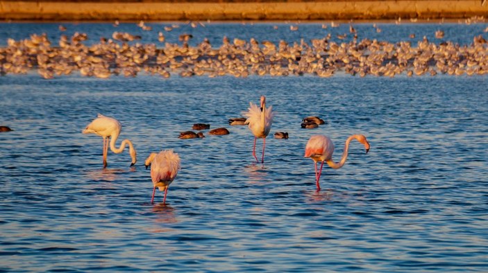 İstanbul’da göç etmeyen flamingolar kışın görüntülendi -1