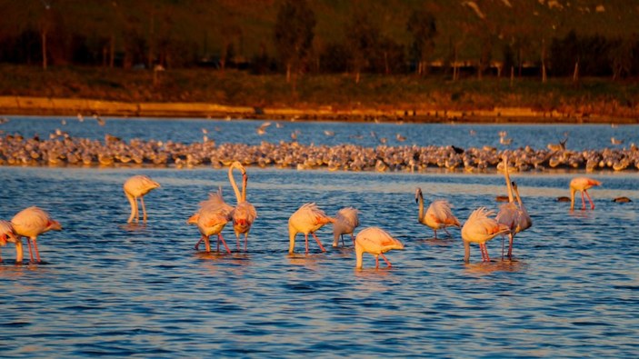İstanbul’da göç etmeyen flamingolar kışın görüntülendi -3
