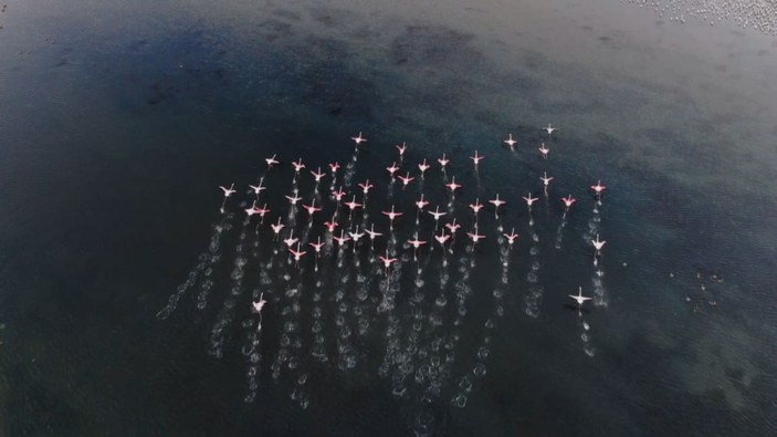 İstanbul’da göç etmeyen flamingolar kışın görüntülendi -4