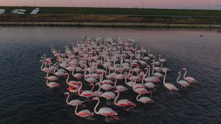 İstanbul’da göç etmeyen flamingolar kışın görüntülendi -6