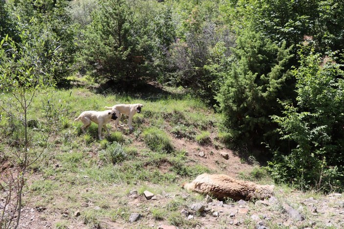 Hayvanlarını götürdüğü arazide ayı saldırısında öldü -5