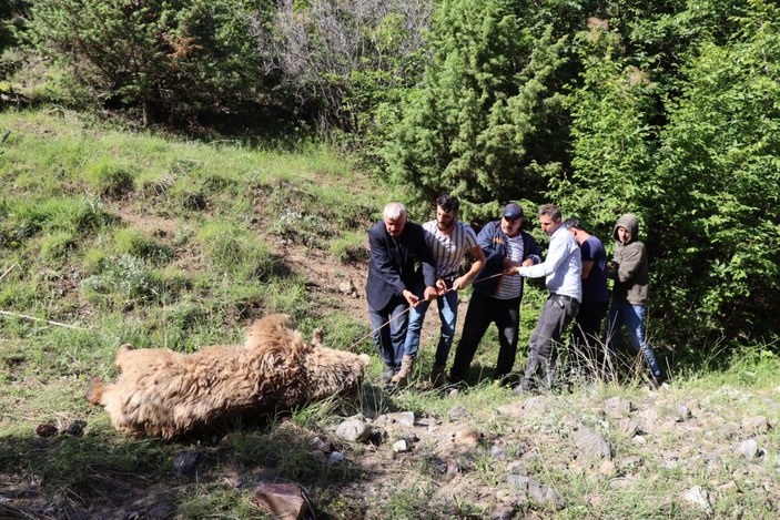 Hayvanlarını götürdüğü arazide ayı saldırısında öldü -6
