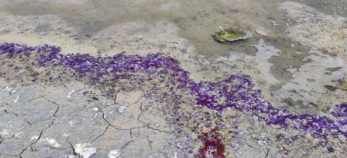 Burdur Gölü sahili mor renge büründü -5