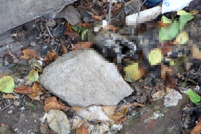 Edirne'de kedi ölümleriyle ilgili soruşturma başlatıldı  -2