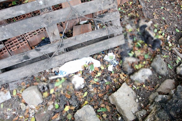 Edirne'de kedi ölümleriyle ilgili soruşturma başlatıldı  -5