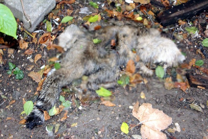 Edirne'de kedi ölümleriyle ilgili soruşturma başlatıldı  -9