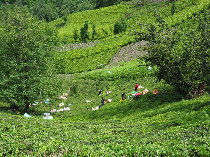 'Türk çay kültürü', UNESCO listesinde -8