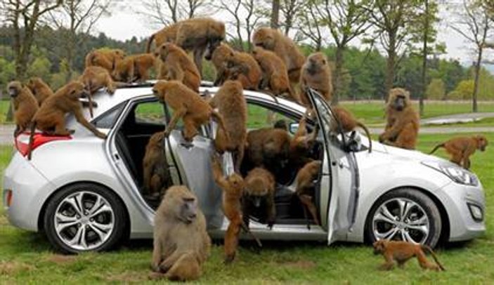 Yeni arabanın testini 40 maymun yaptı