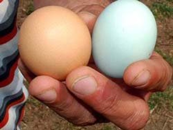 Tavuktan yeşil yumurta çıktı