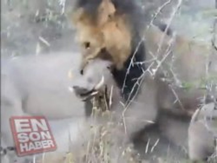 Erkek aslanlar domuzu canlı canlı parçaladı - Video
