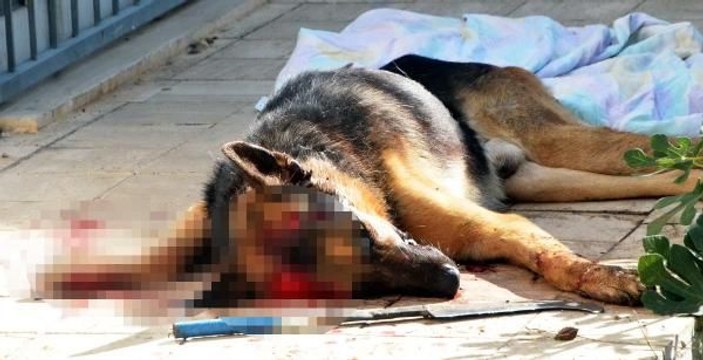 Bodrum'da bir kişi kendi köpeğini sokak ortasında öldürdü