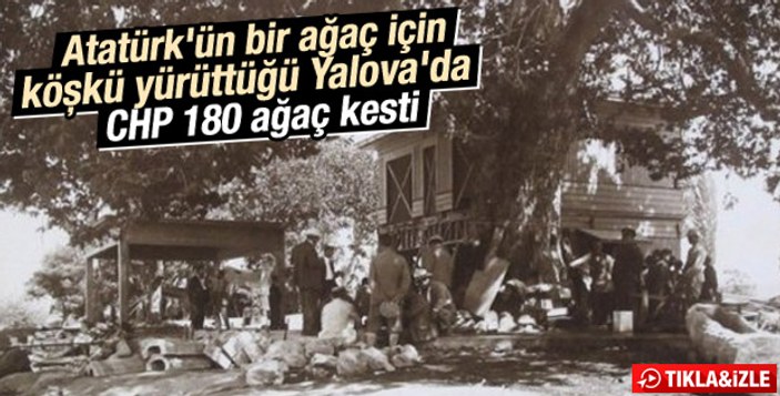Yalova'da 180 ağaç Atatürk'ün gözleri önünde kesildi