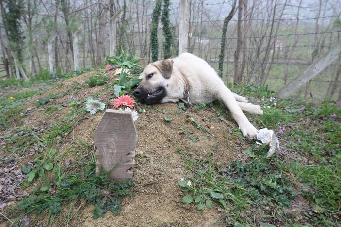Kangal ölen sahibinin mezarını her gün ziyaret ediyor