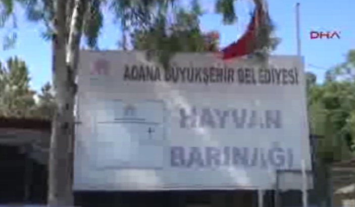 Adana'da kesilmek üzere 29 at ile 3 eşek ele geçirildi