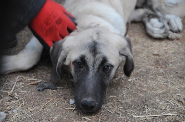 Gaziantep'te 2 kişi köpeğe işkence yaptı