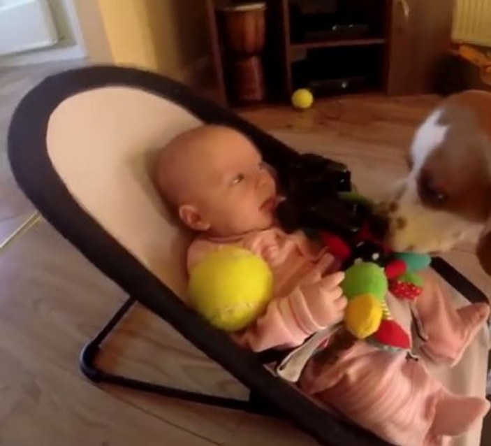 Ağlattığı bebeğin oyuncağını geri getiren köpek