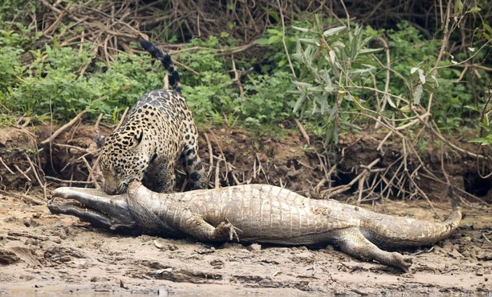 Jaguarın dev timsah avı